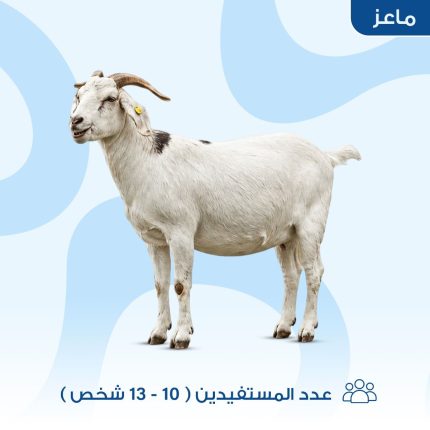 ماعز